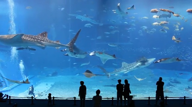 Kuroshio Sea: Not your ordinary aquarium